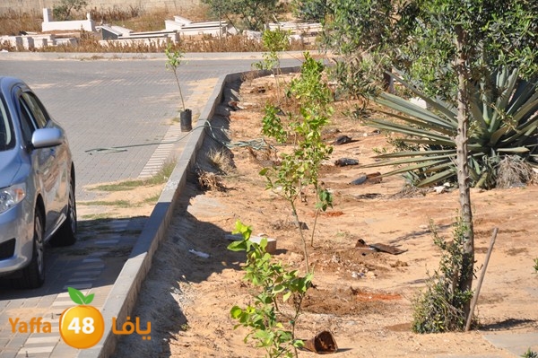 ashjar taso 0328 (4).JPG